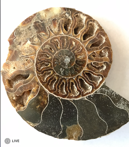 Fossil ammonite — its chambered shell forms an approximation of the Fibonacci Spiral
