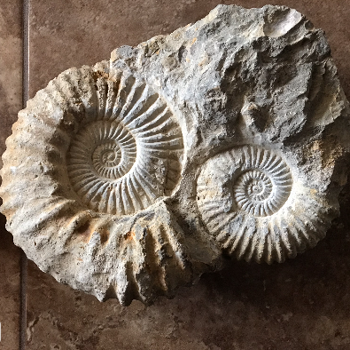 Close-up of an ammonite cross-section showing the perfect spiral boundary between chambers