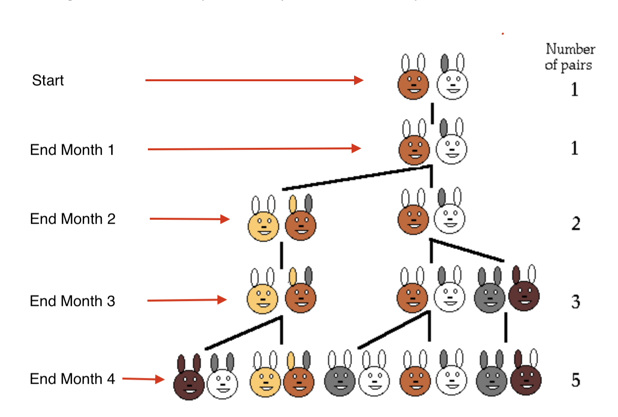 Diagram showing rabbit pair counts over four months: 1, 1, 2, 3, 5