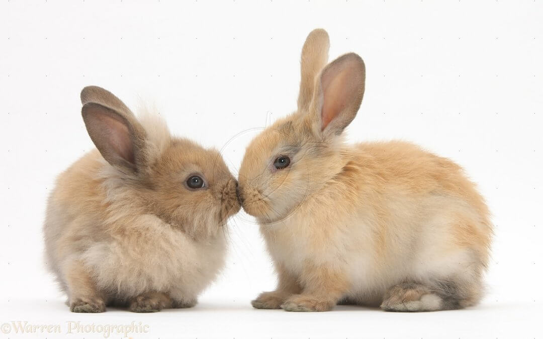 Illustration of rabbits used in Fibonacci's breeding problem